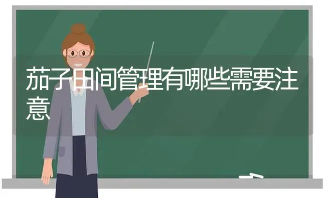 茄子田间管理有哪些需要注意 | 蔬菜种植
