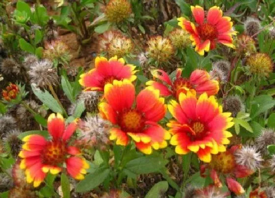 花期|宿根天人菊花期是什么时候