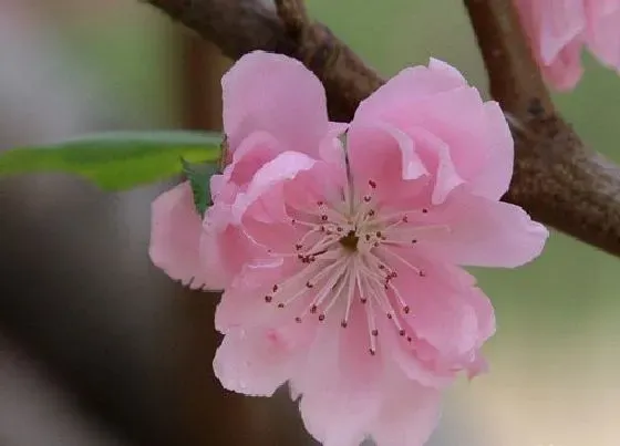 花之最|观赏桃花十大品种（好看的景观桃花品种大全及图片）