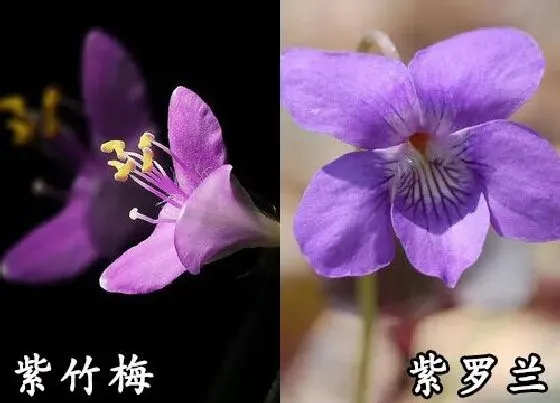 植物种类|紫竹梅和紫罗兰是一种花吗