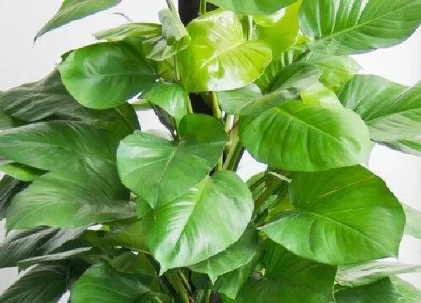 植物浇水|绿萝柱怎么浇水方法