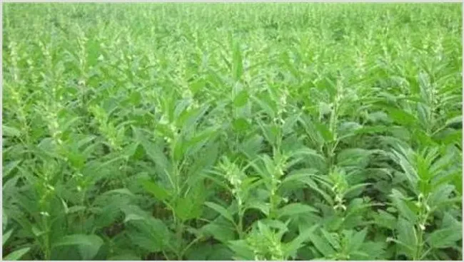芝麻的苗期管理技术 | 耕种资料