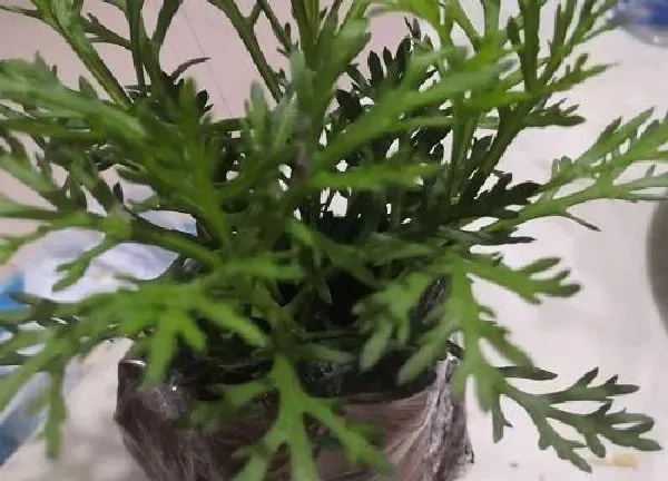 植物浇水|玛格丽特怎么浇水方法