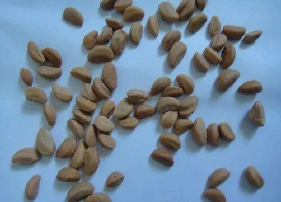 种植管理|山楂种子直接种可以吗