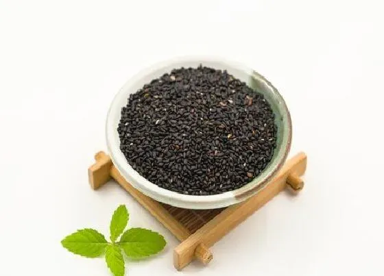 果实成熟|黑芝麻几月份成熟上市