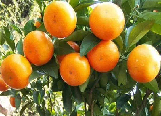 植物排行|沃柑苗什么品种最好
