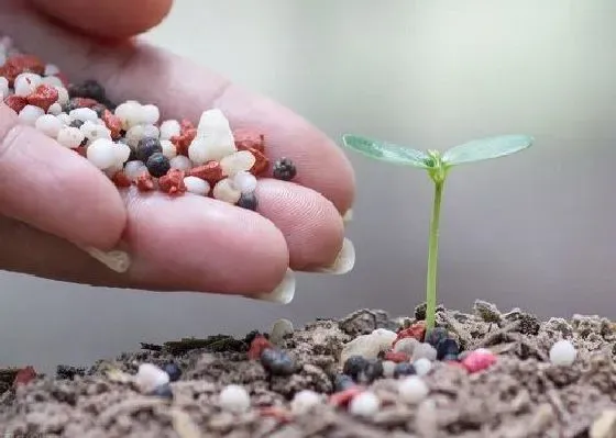 植物施肥|硫酸钙可以做肥料吗 怎么施合适