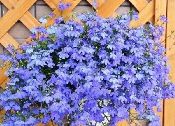 养殖方法|六倍利开完花怎么办