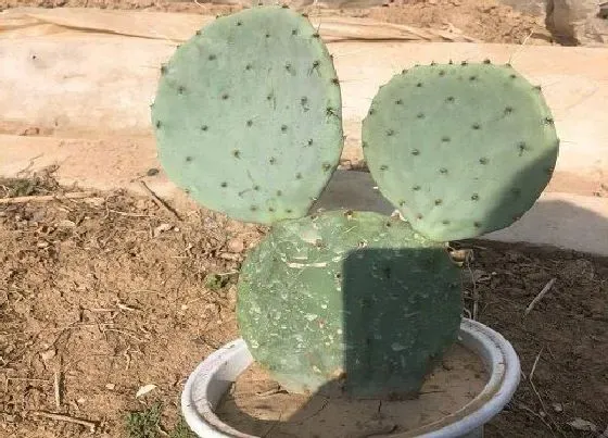 植物百科|懒人花卉有哪些