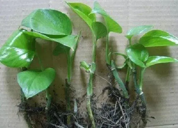 植物扦插|榕树插枝能活吗