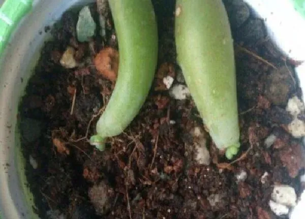 植物扦插|乙女心叶插多久发芽