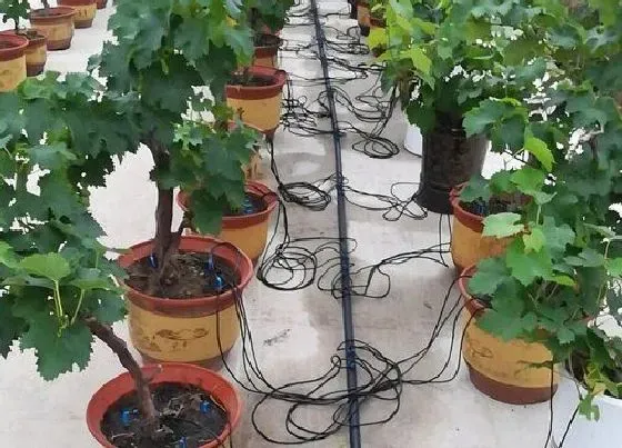 种植管理|葡萄几年结果实
