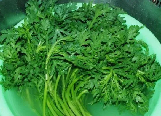 植物播种|雪里红什么时候播种最好