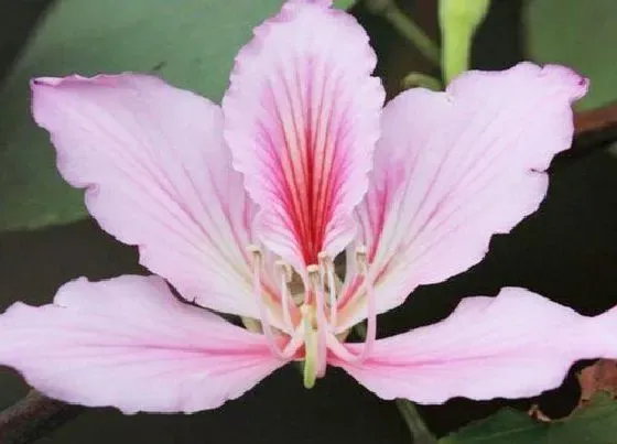 冬天植物|羊蹄甲耐寒多少度 羊蹄甲冬季耐多少度低温