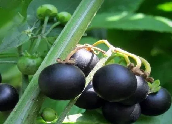 植物播种|龙葵怎么留种子 种子收集方法