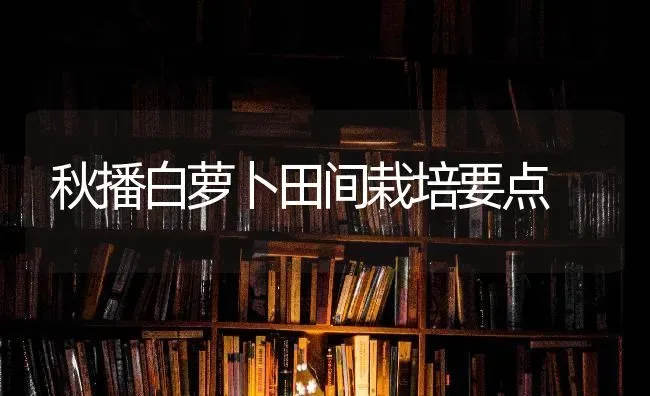 秋播白萝卜田间栽培要点 | 蔬菜种植