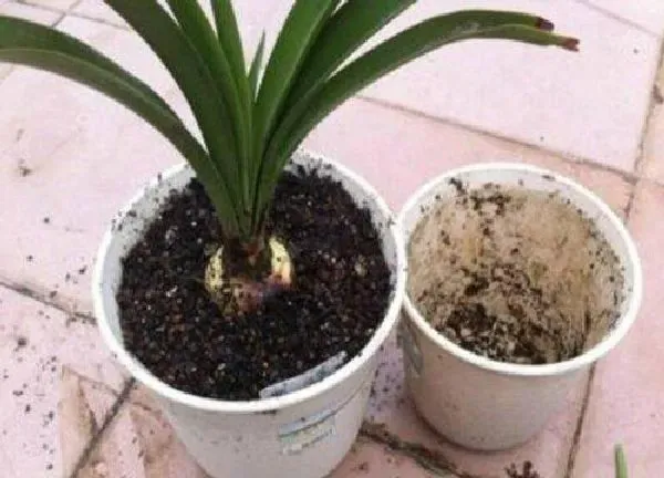 植物移栽|网上买的花回来如何换盆移栽（新买盆栽的移植方法）