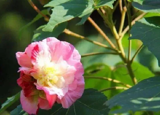 果实科普|芙蓉花会结果实吗