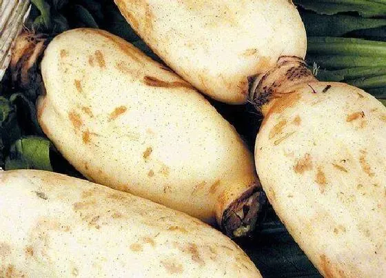 生长环境|藕生长在哪里 一般长在什么地方