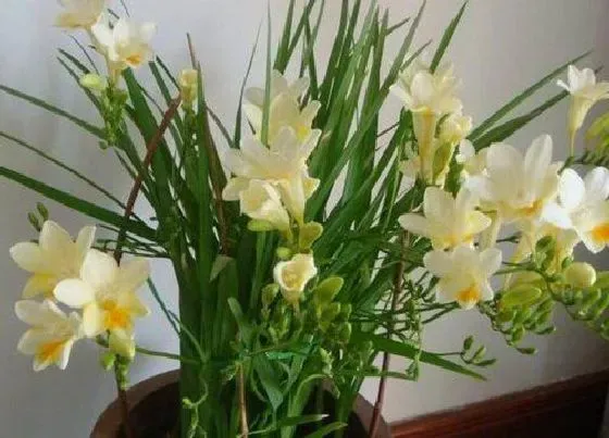 开花时间|香雪兰什么时候开花 花期多长时间