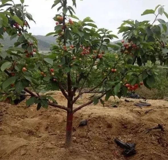 植物施肥|一棵樱桃树施多少肥，大樱桃树什么时候施肥，多少量）