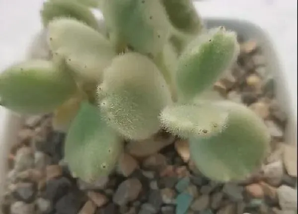 植物浇水|熊童子刚种要浇水吗