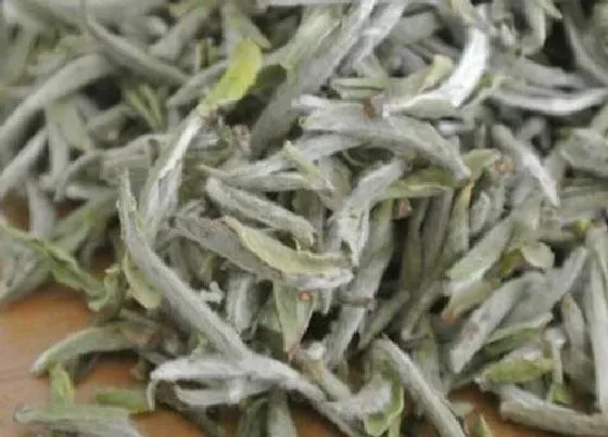 果实成熟|白毫银针采摘时间和收获季节