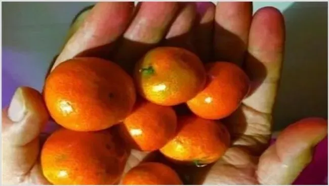 砂糖桔果实大小不均怎么办 | 种植技术