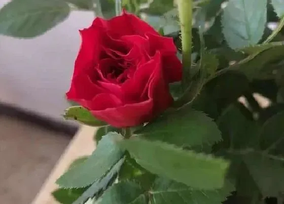 开花时间|带刺玫瑰一年开几次花