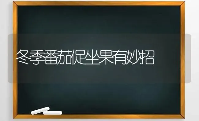 冬季番茄促坐果有妙招 | 瓜果种植