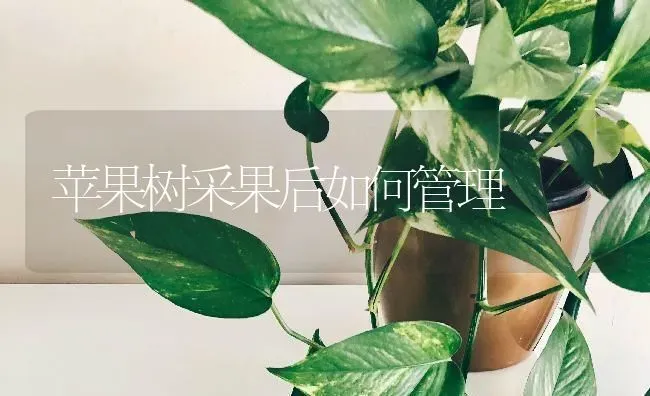 苹果树采果后如何管理 | 瓜果种植