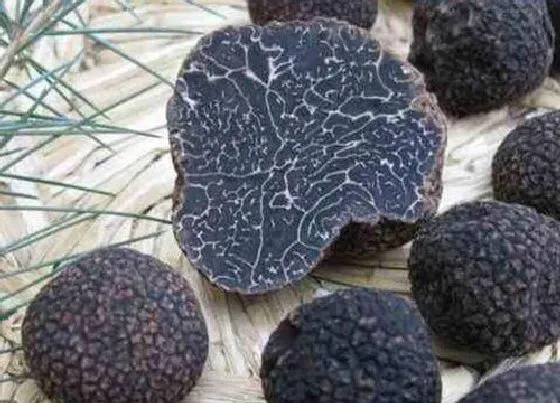 植物百科|松露生长在什么地方