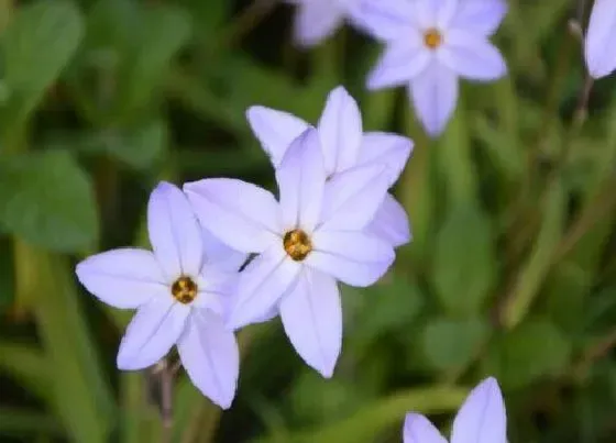 冬天植物|花韭耐寒多少度 花韭北方可以室外过冬吗