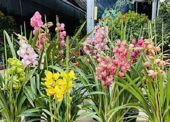 植物寓意|兰花开花预示着什么意思