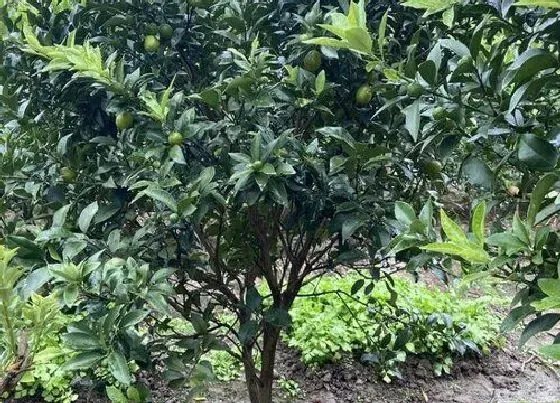 花卉风水|别墅种什么花风水好