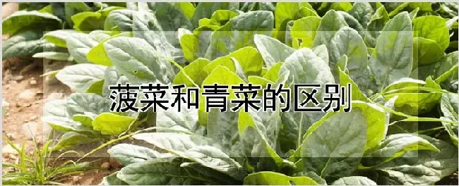 菠菜和青菜的区别 | 农业科普