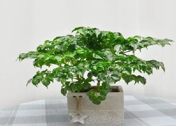 植物浇水|平安树冬天怎么浇水 冬季浇水的正确方法