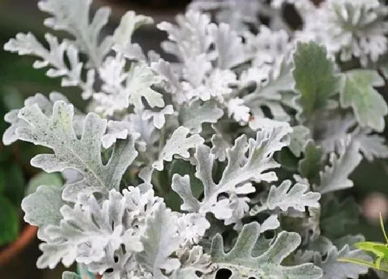 冬天植物|银叶菊耐寒多少度