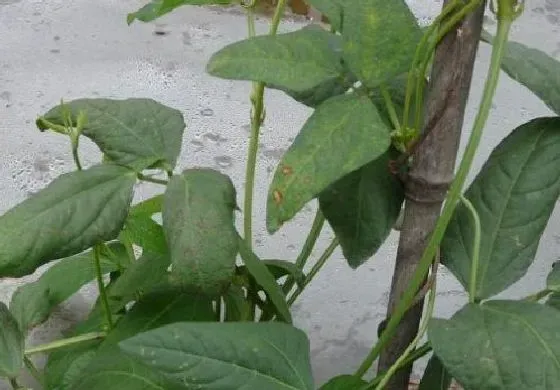 植物病害|豇豆病毒病症状与防治方法