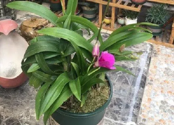 植物移栽|石斛什么时候换盆好