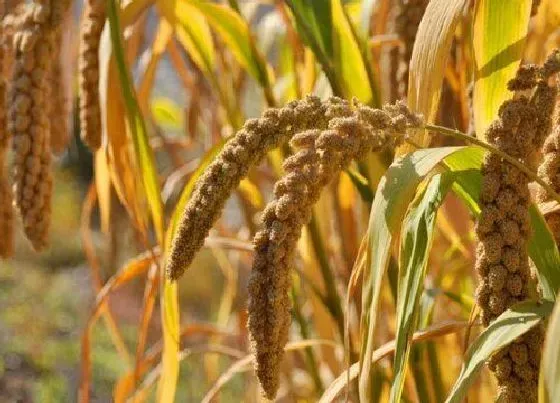 植物播种|东北谷子什么时候播种合适