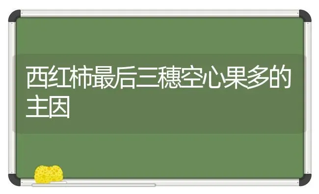 西红柿最后三穗空心果多的主因 | 瓜果种植