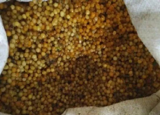 植物播种|黄精种子怎么种植