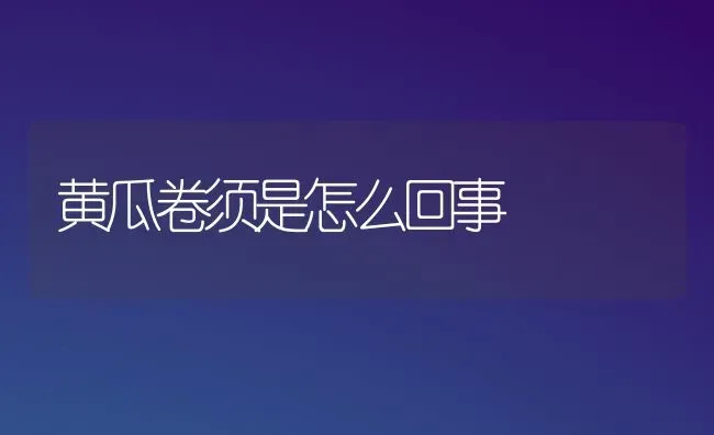 黄瓜卷须是怎么回事 | 蔬菜种植