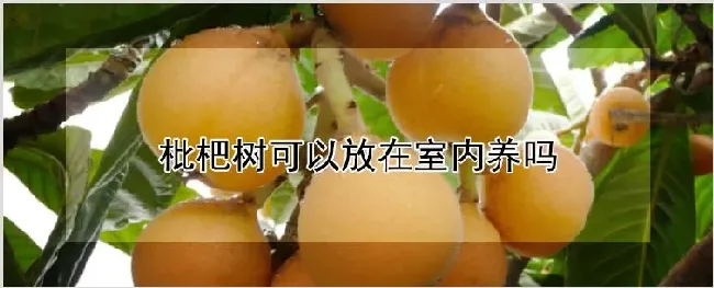 枇杷树可以放在室内养吗 | 种植资料