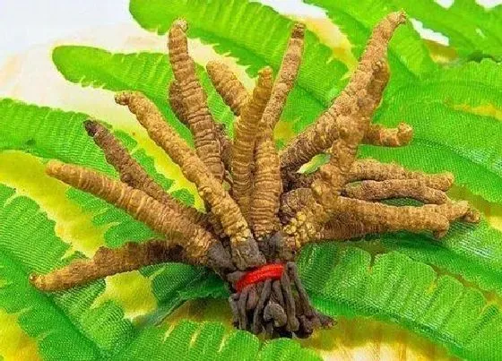 植物产地|冬虫夏草哪里的产地最好（产地主要在哪个省份地区）