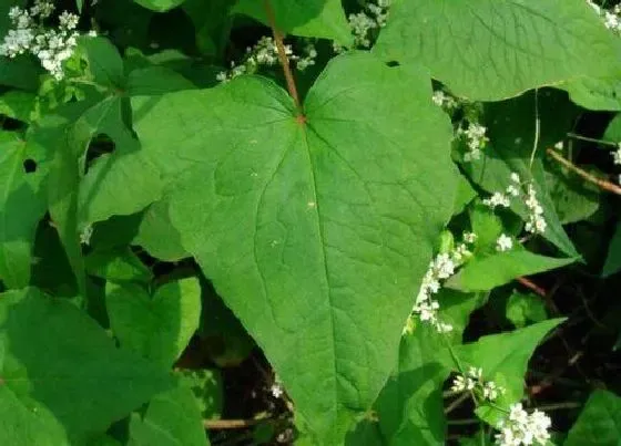 种植管理|荞麦生长期多少天