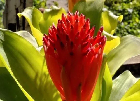 植物百科|和鸿运当头很像的花