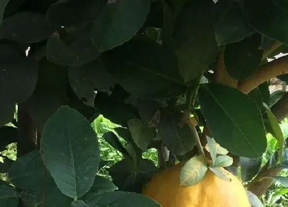 植物修剪|盆栽香橼什么时候剪枝合适