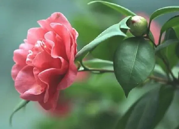 养殖科普|种茶花用什么土最好 盆栽茶花用什么土壤长得好